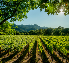 Whale Trail Experience